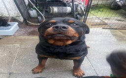 Rottweiler dogs for sale: 🐶 Rottweiler Puppies – German ADRK Bloodlines - Image 22