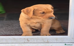 Labrador Retriever dogs for sale: Labrador Retriever Puppies - Image 4