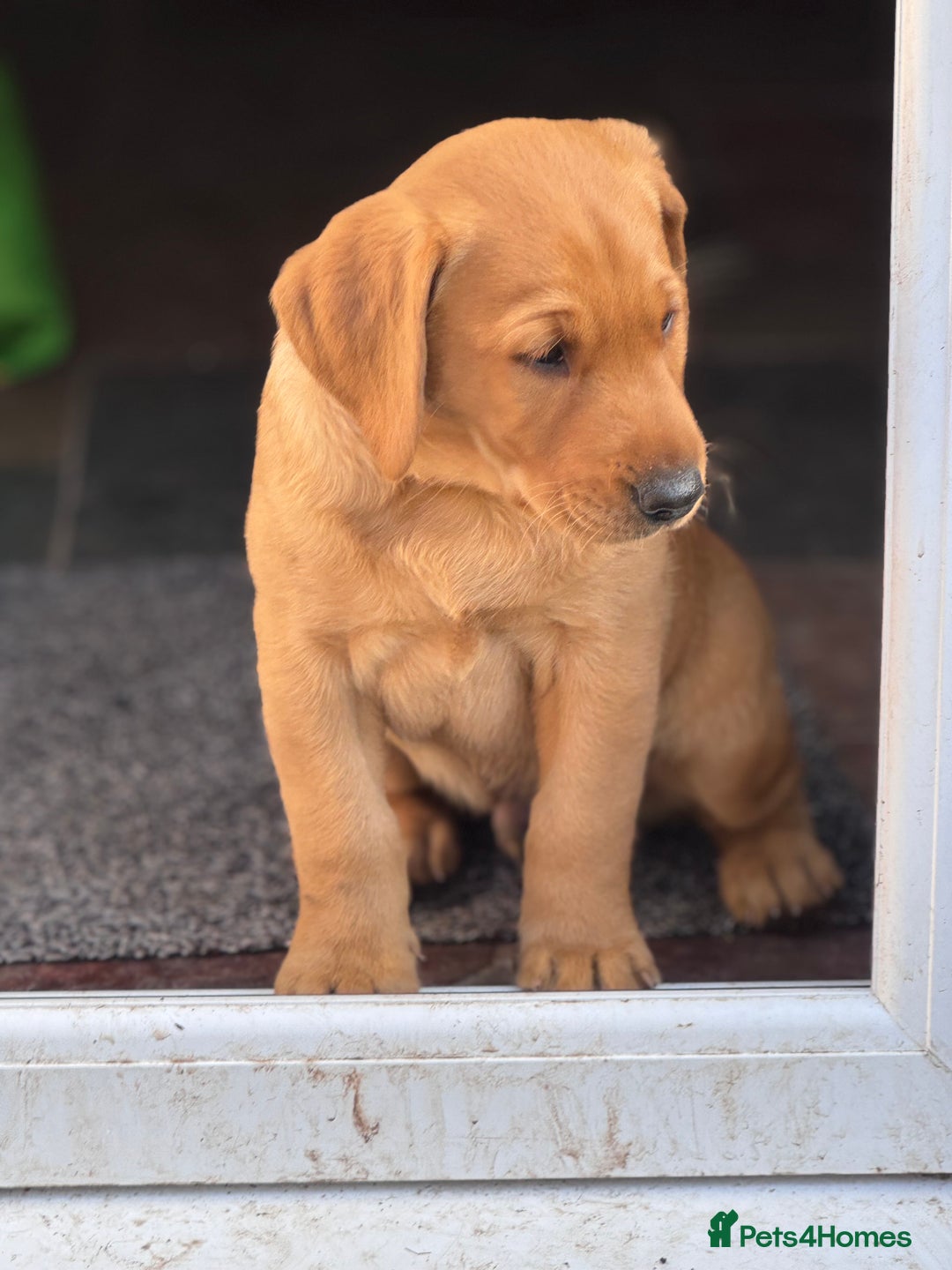 Labrador Retriever dogs for sale: Labrador Retriever Puppies - Image 4