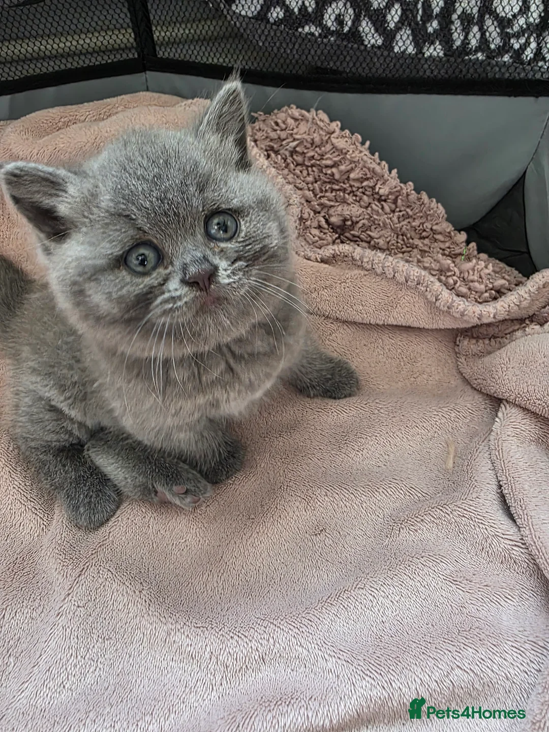 British Shorthair cats for sale: Last little boy ready to reserve  - Advert 5