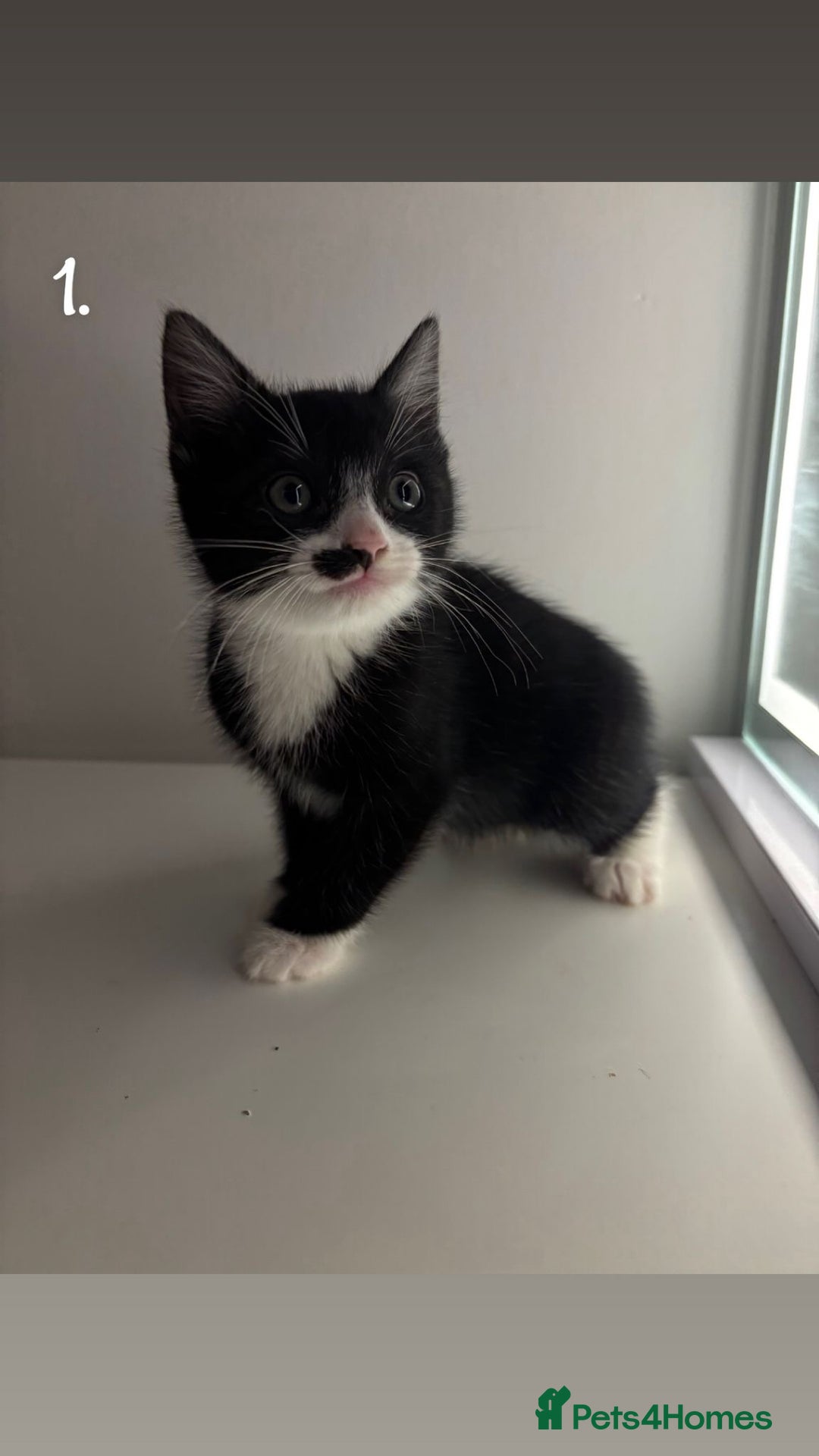 Mixed Breed cats for sale: Kittens for sale - Advert 2