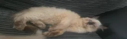Ragdoll cats for sale: X2 ragdoll x kittens  - Advert 5