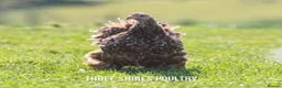 Chickens poultry for sale: Point of Lay Pure Breeds - Pekins, Polish and more - Advert 10