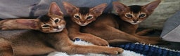 Abyssinian cats for sale: 4 Abyssinian kittens for sale - Advert 28