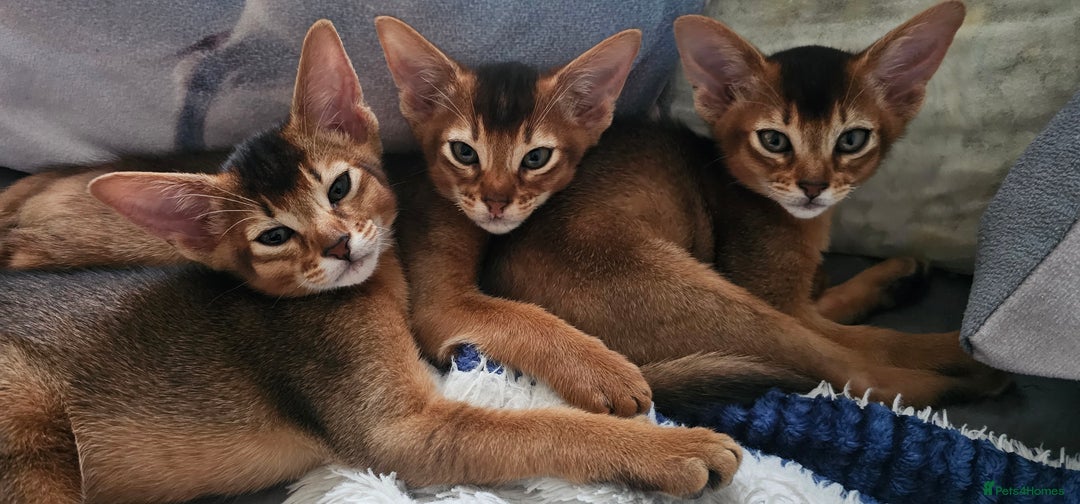 Abyssinian cats for sale: 4 Abyssinian kittens for sale - Advert 28