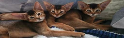 Abyssinian cats for sale: Abyssinian CHAMPION🏆 kittens🐱 - Advert 17