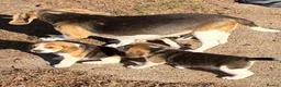 Beagle dogs for sale: Beagle Puppies ready in Glasgow - Advert 3