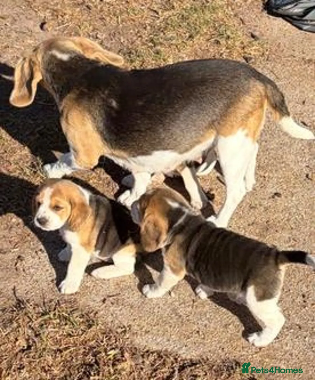 Beagle dogs for sale: Beagle Puppies ready in Glasgow - Advert 3
