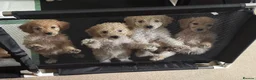 Cockapoo dogs for sale: F1bb cockapoo puppies  in Castle Douglas - Advert 1