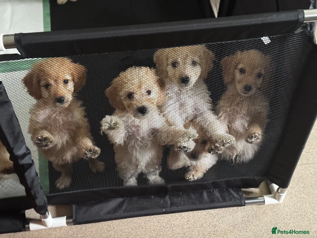 Cockapoo dogs for sale: F1bb cockapoo puppies  in Castle Douglas - Advert 1