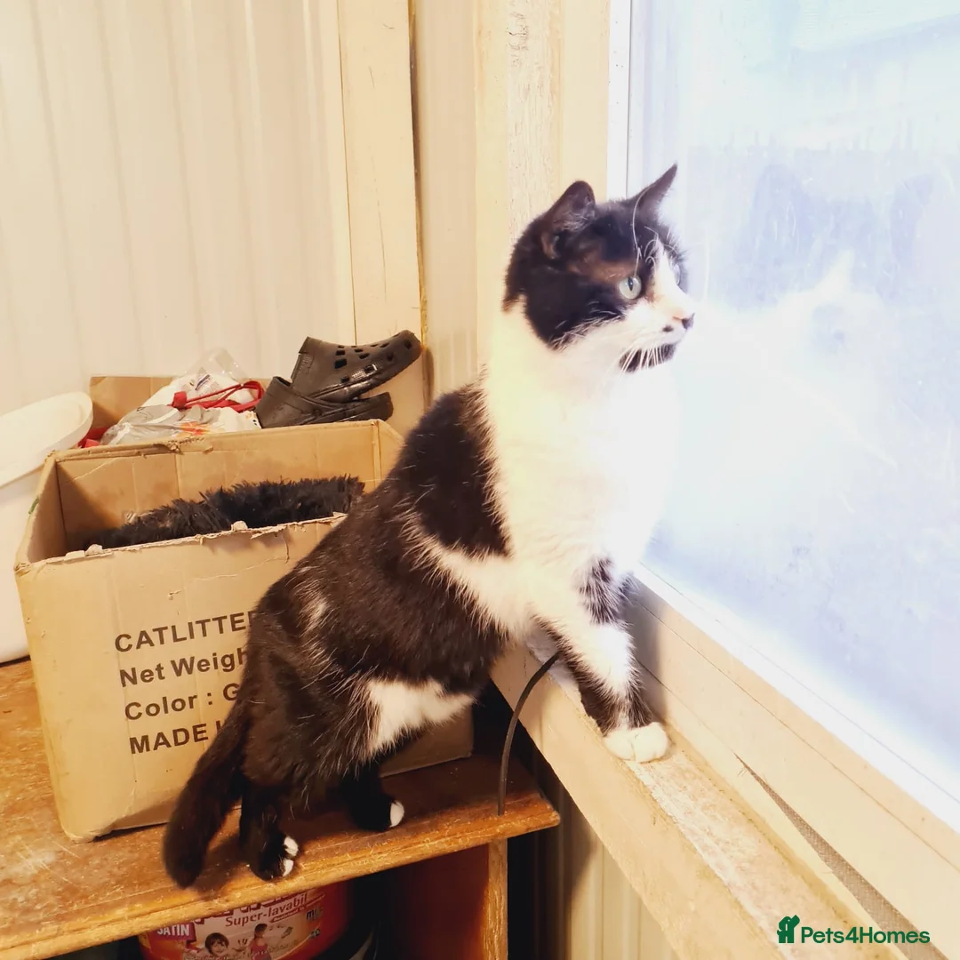 Mixed Breed cats for adoption: 🐾 JOHNNY 🐾 - a Lovely Cat for a Loving Home - Advert 1