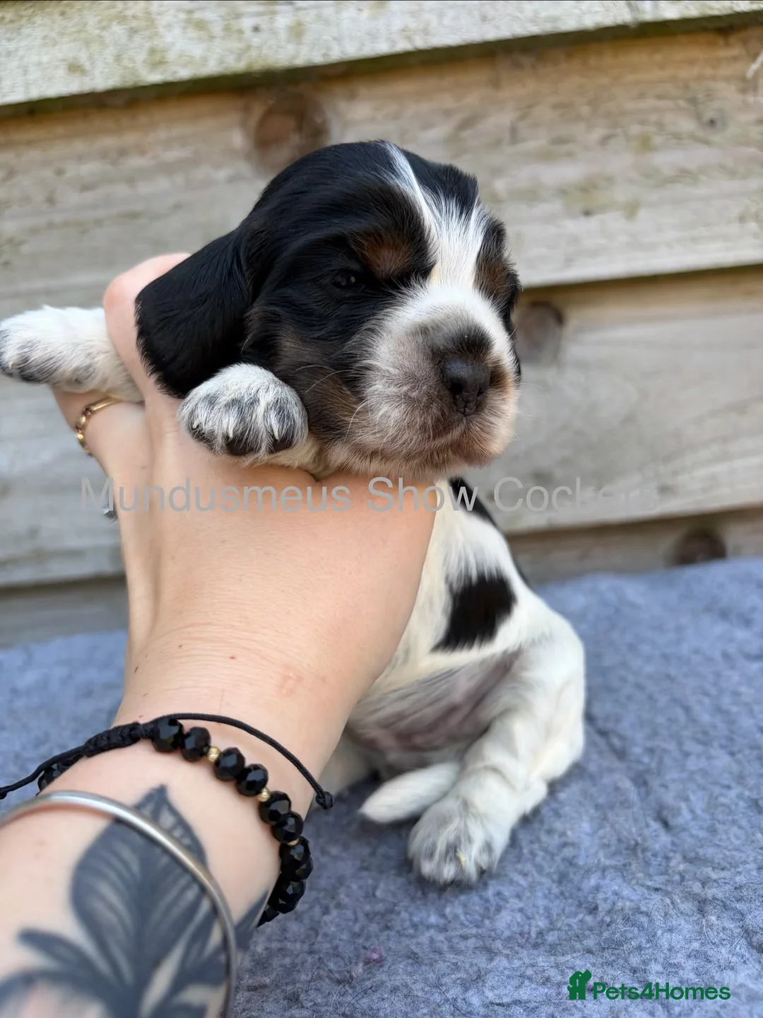 Cocker Spaniel dogs for sale: serbia line quality show cocker pups - Advert 18