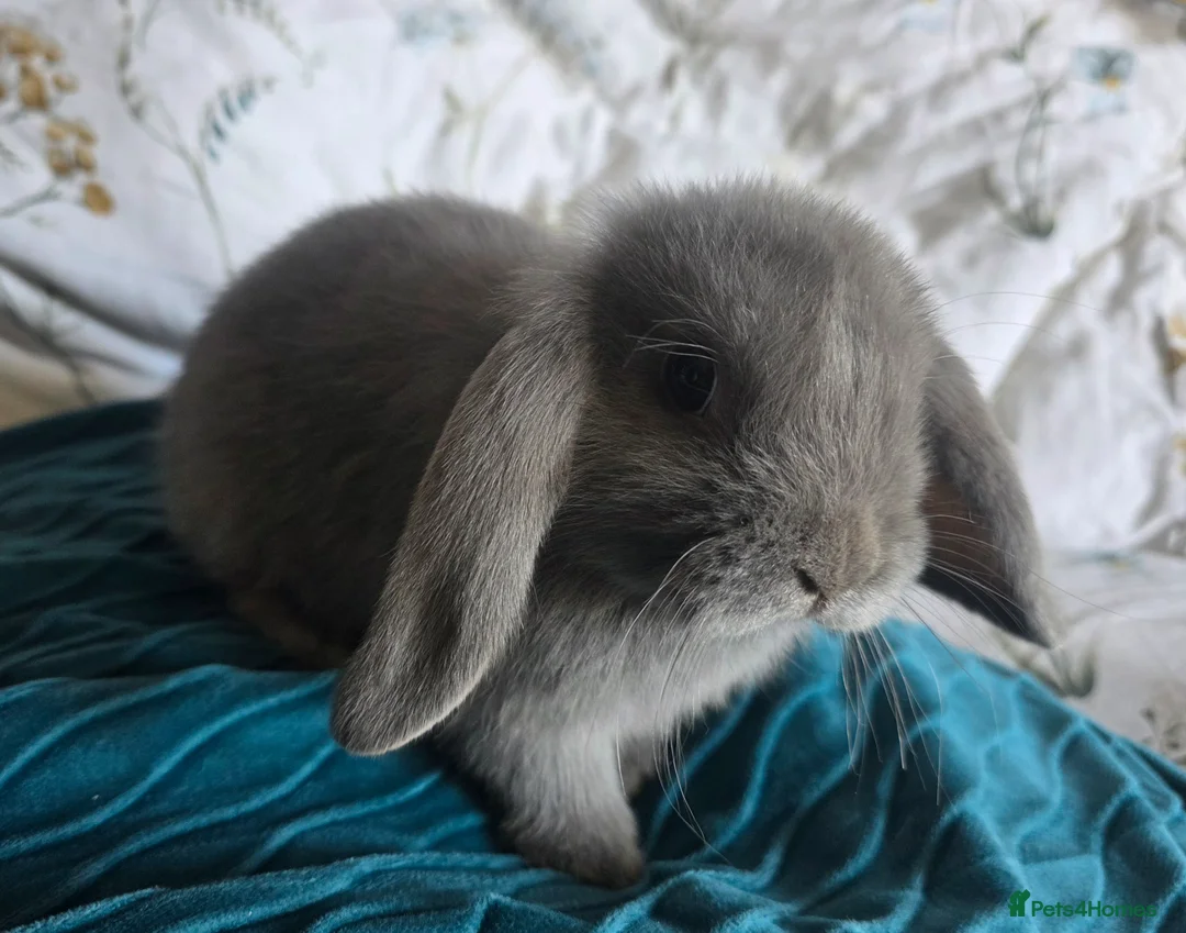 Mixed Breed rabbits for sale: Baby lop (mixed) rabbits for sale £20 each - Advert 2