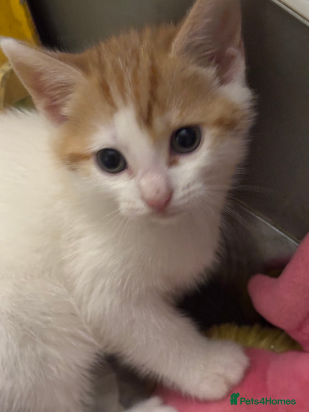 Mixed Breed cats for sale: Adorable Fluffy Kittens - Advert 34