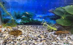 Platies fish for sale: Beautiful healthy baby Platy / Platies - Image 2