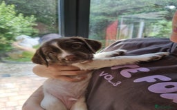 English Springer Spaniel dogs for sale: English springer spaniel puppies  - Image 8