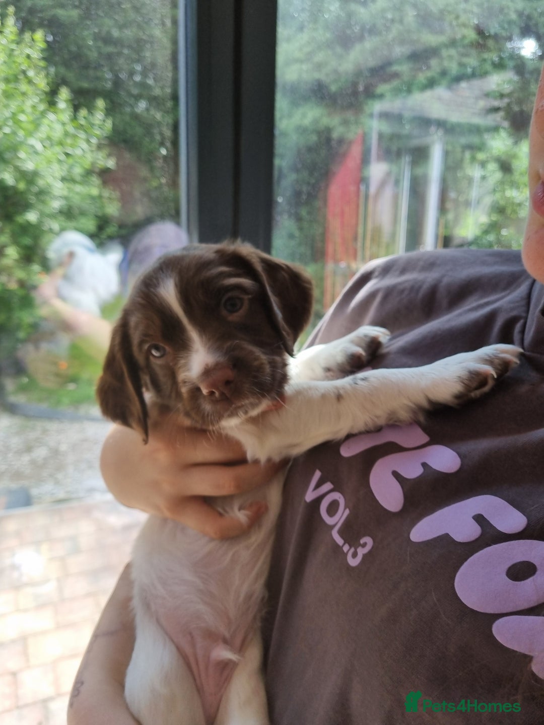 English Springer Spaniel dogs for sale: English springer spaniel puppies  - Image 8