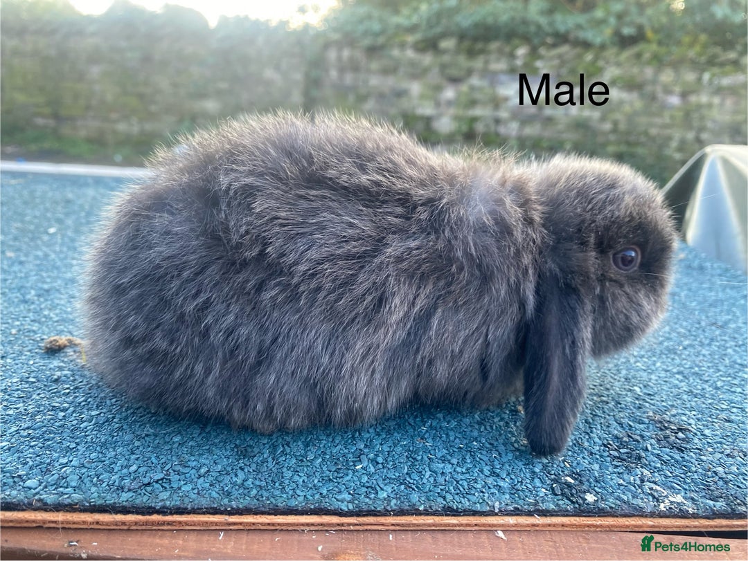 Mini Lop rabbits for sale: Mini lops - Image 2
