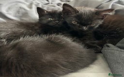 Mixed Breed cats for sale: 2 Female Kittens Ready now! Price reduced!! £40  - Image 9