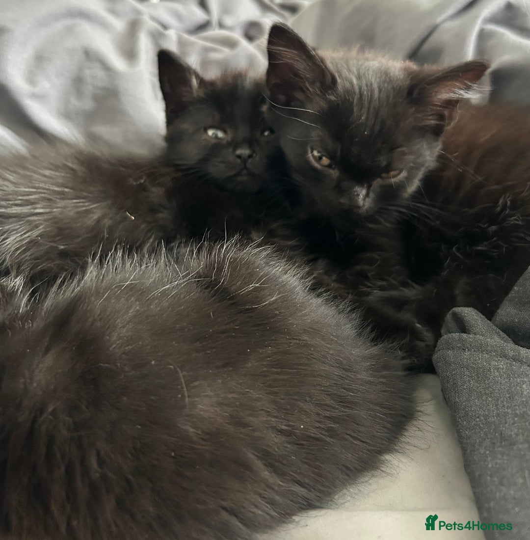 Mixed Breed cats for sale: 2 Female Kittens Ready now! Price reduced!! £40  - Image 9