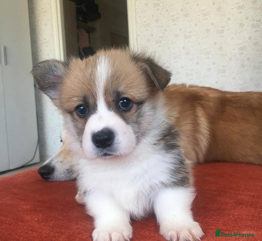 Welsh Corgi Pembroke dogs for sale: Reserve your corgi puppy now . ready 25 september - Image 3