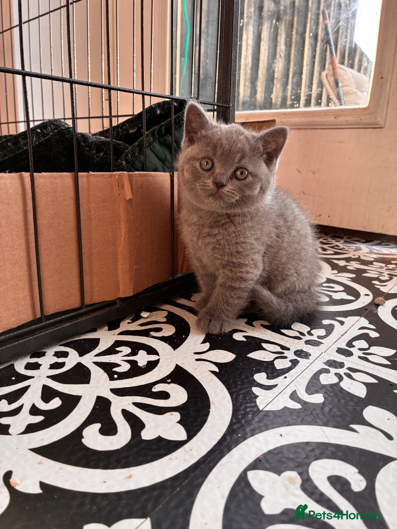 British Shorthair cats Blue British short hair male kitten  - Advert 5