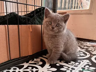 British Shorthair cats Blue British short hair male kitten - Advert 8