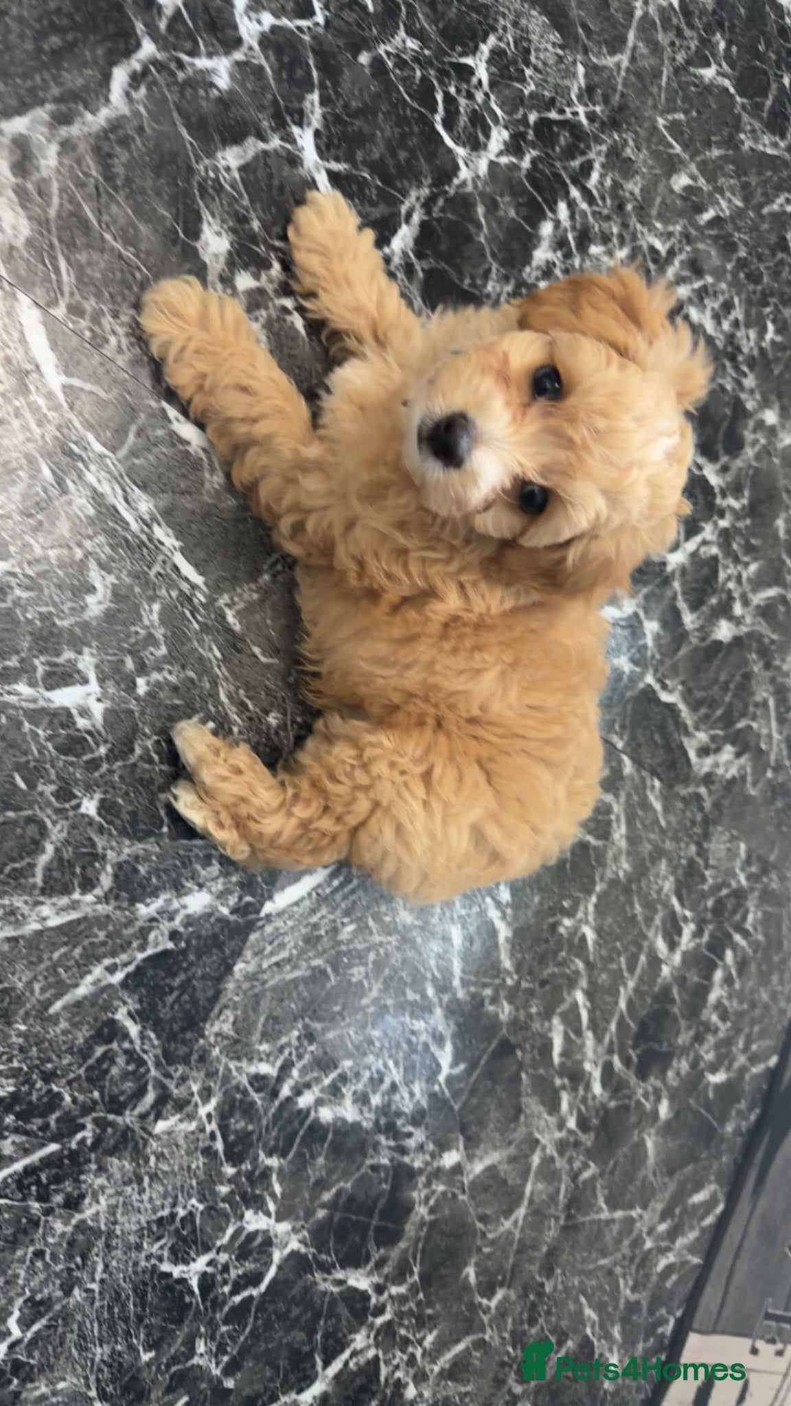 Maltipoo dogs F1 TOY maltipoos💙dna health clear🏆blood - Advert 13