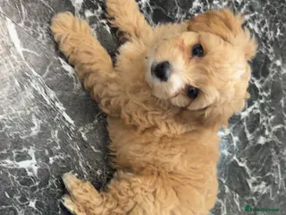 Maltipoo dogs F1 TOY maltipoos💙dna health clear🏆blood - Advert 13