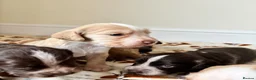 Cocker Spaniel dogs for sale: 7 STUNNING COCKER SPANIEL PUPS🩷🩵  - Advert 8