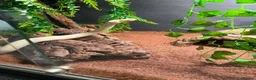 Snake reptiles for sale: 3 female 1 male  - Advert 12