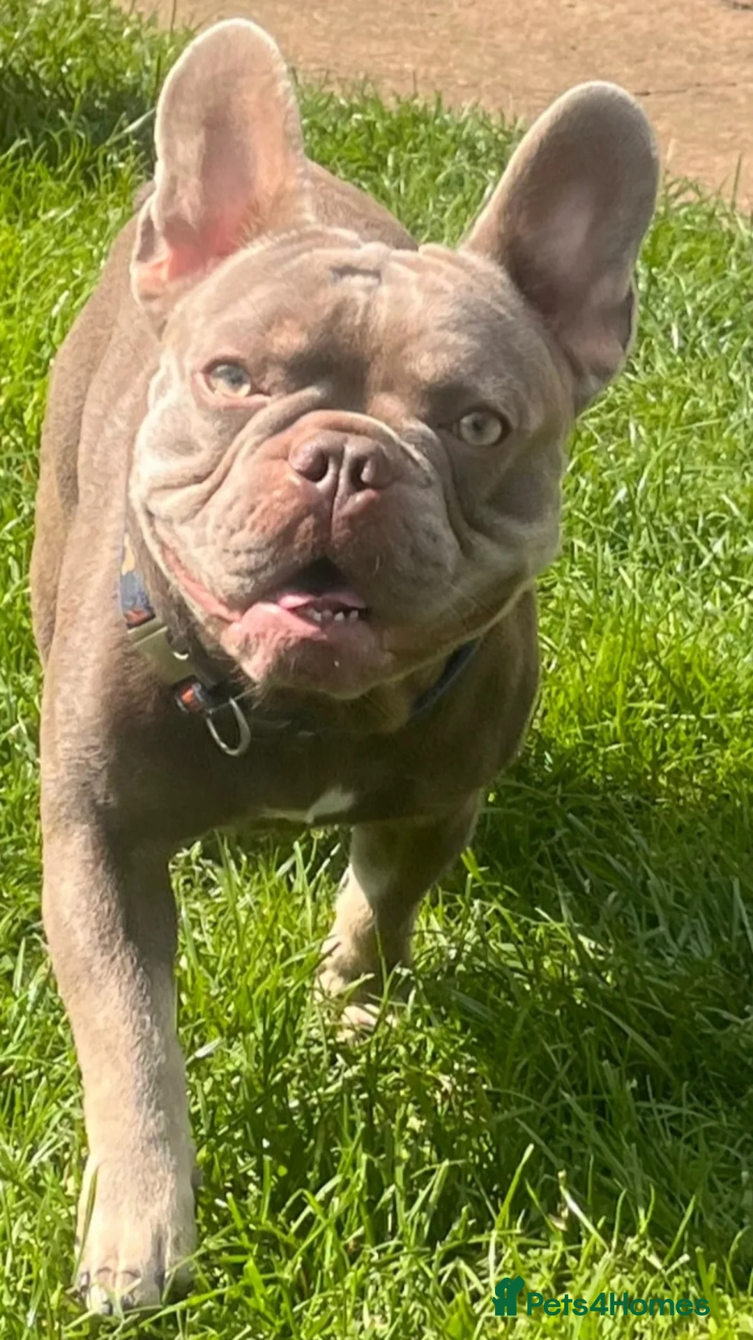 Gallery Image {{count}}