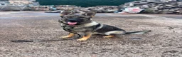German Shepherd dogs for sale: German shepherd pups (working line) - Advert 2