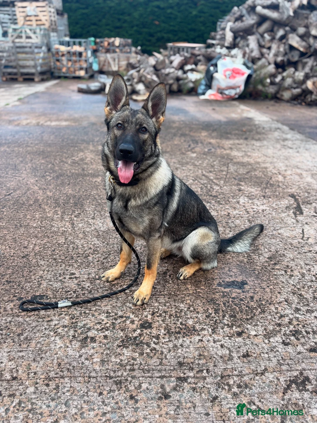 German Shepherd dogs for sale: German shepherd pups (working line) - Advert 2