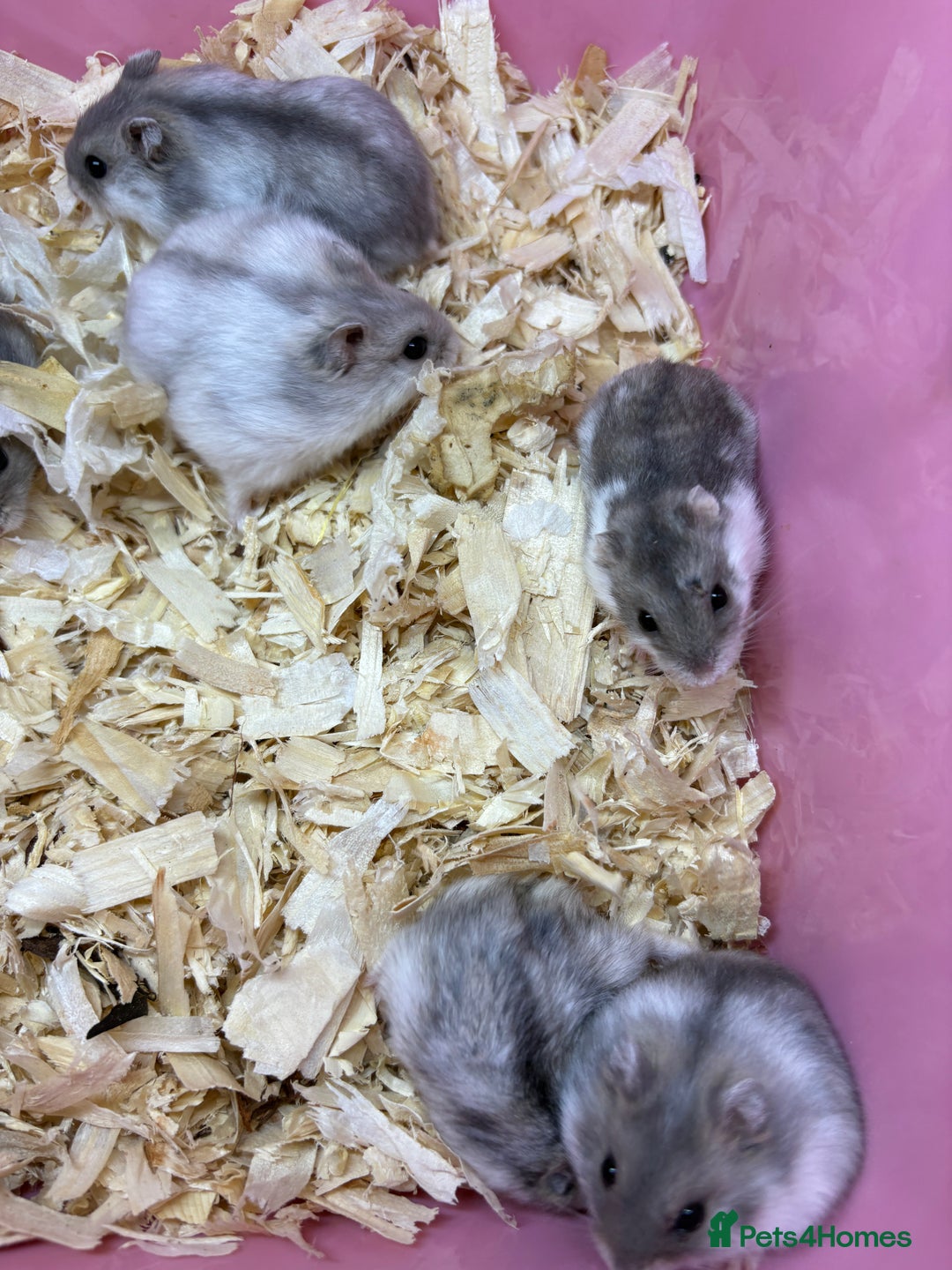 Hamster rodents for sale: Super friendly dwarf hamsters  - Image 2