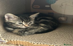Mixed Breed cats for sale: Litter of 6 beautiful kittens - Image 4