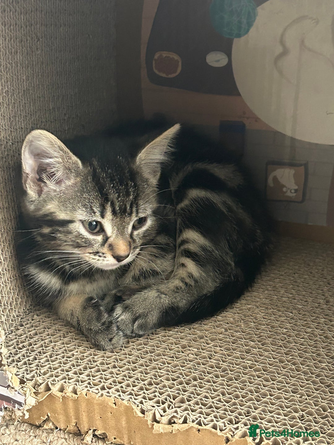 Mixed Breed cats for sale: Litter of 6 beautiful kittens - Image 4