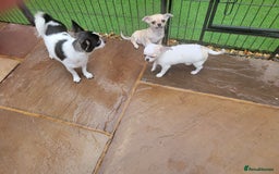 Chihuahua dogs for sale: 2 male Chihuahuas - Image 5