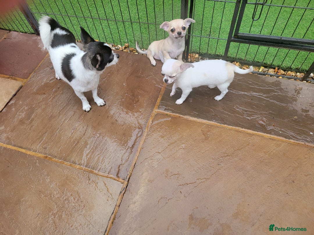 Chihuahua dogs for sale: 2 male Chihuahuas - Image 5