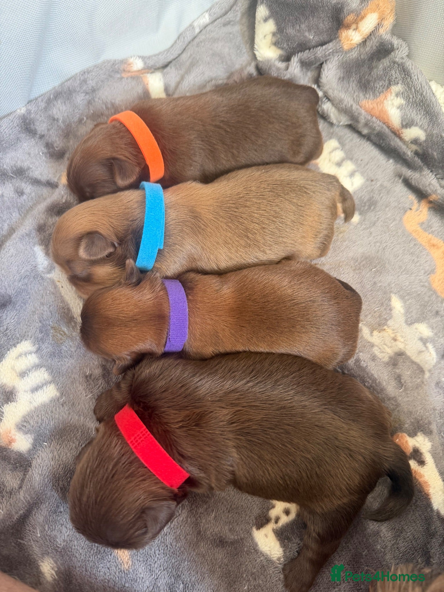 Shih Tzu dogs Imperial Full KC Reg litter of 4 male pups - Advert 2