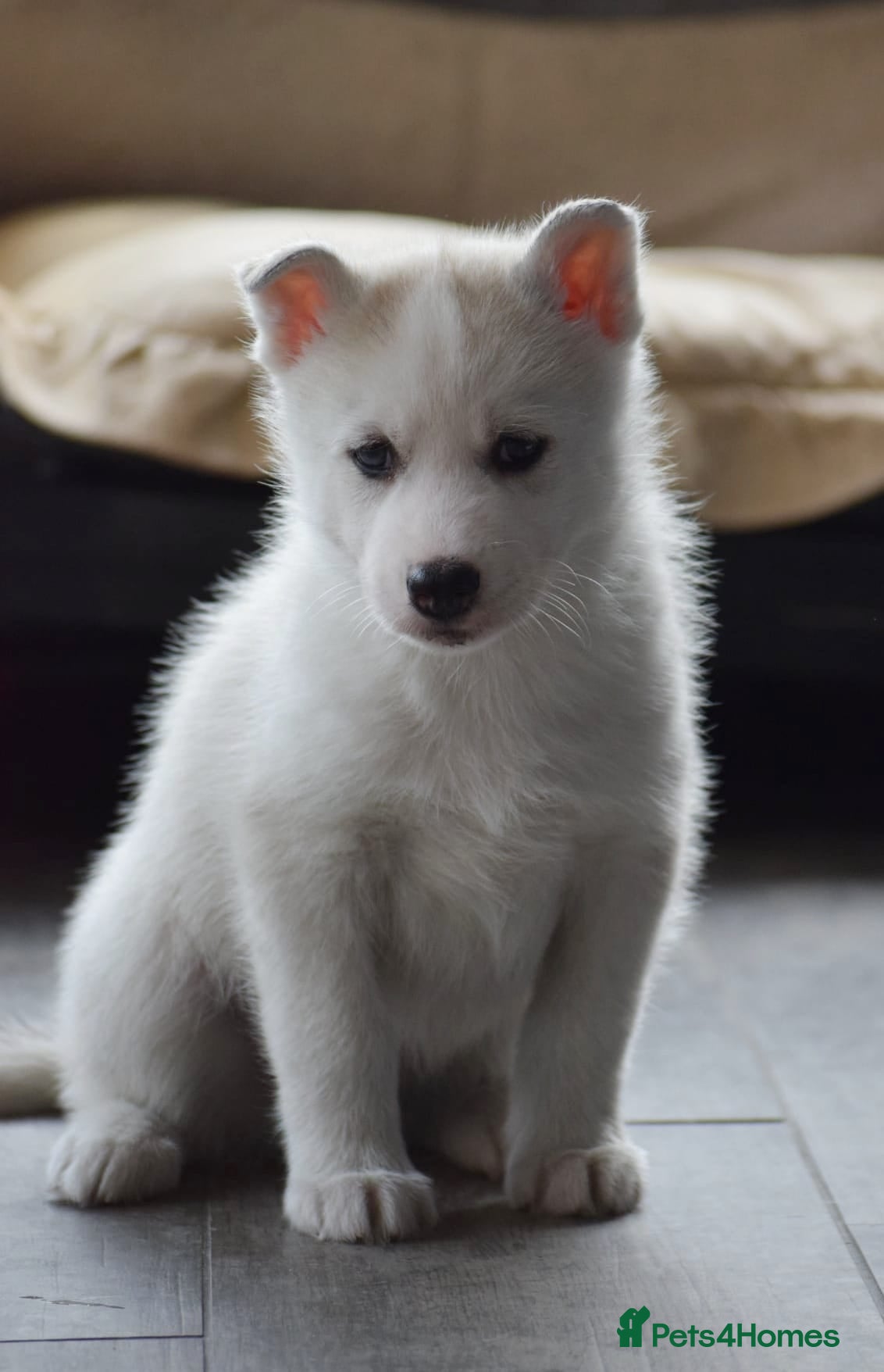 Siberian Husky dogs Stunning health tested Male puppy KC - Advert 1