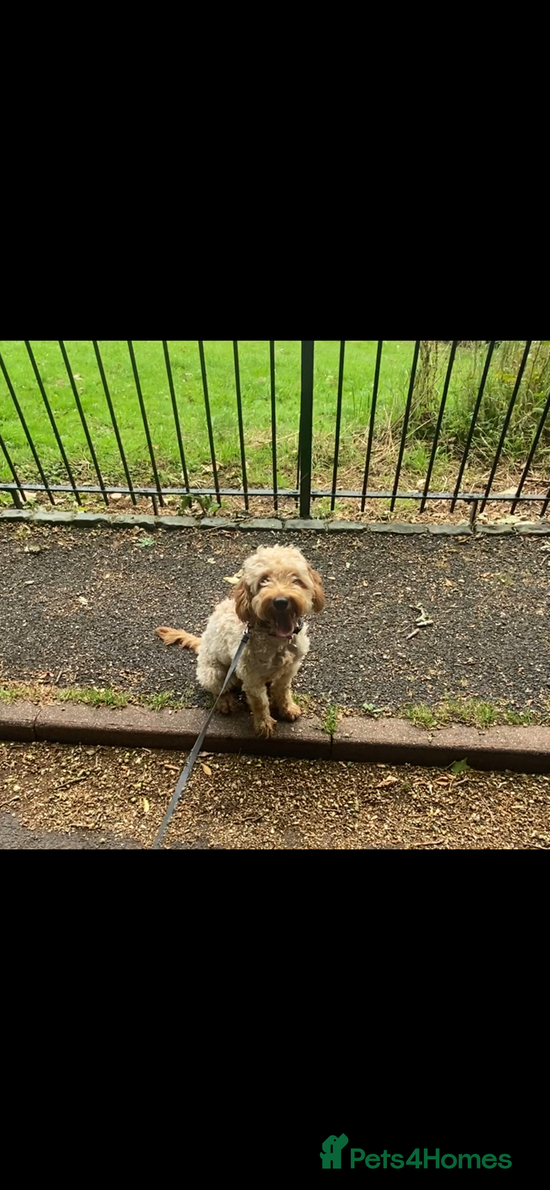 Cavapoo dogs for sale: Cavapoo - Image 1