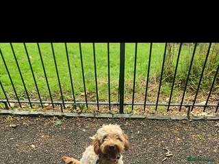 Cavapoo dogs - Advert 8