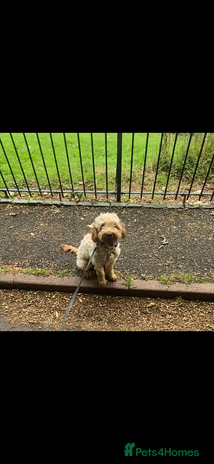 Cavapoo dogs - Advert 6