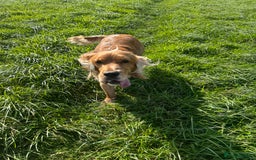 Cocker Spaniel dogs for sale: Lively Cocker Spaniel - Teddy - Image 4