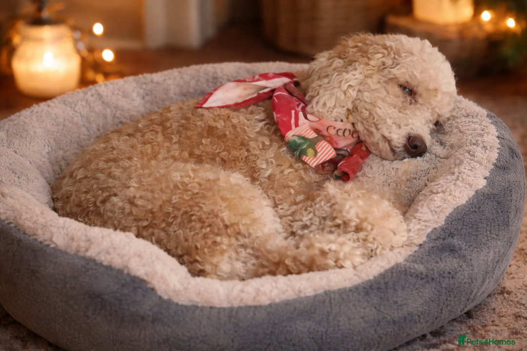 Cockapoo dogs for sale: Stunning litter of true miniature cockapoos ⭐️🐾🐾 - Advert 2