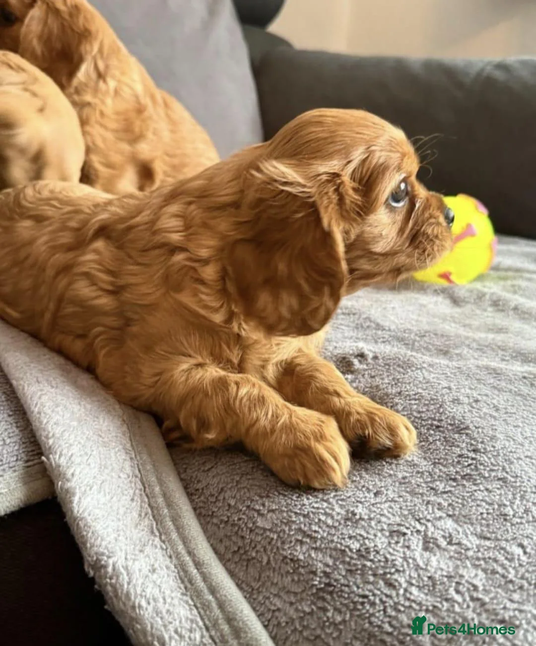 Cavalier King Charles Spaniel dogs for sale: Caviler king Charles puppies ready today - Advert 2