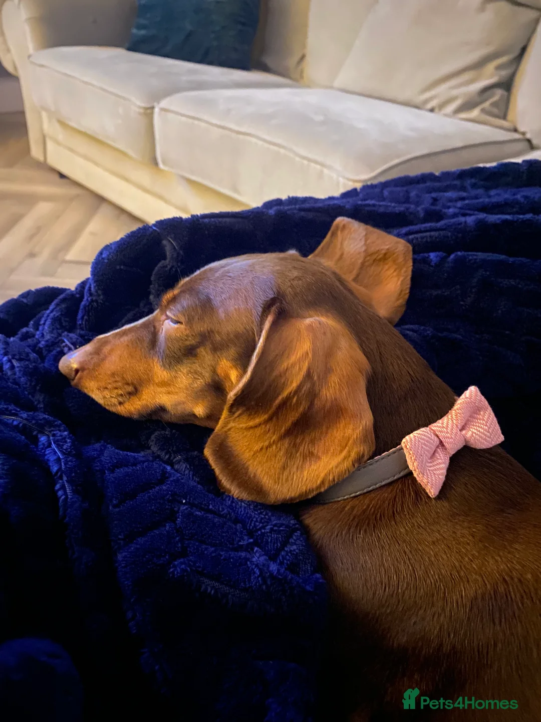 Dachshund dogs for sale: 3 year girl dachshund for sale  in Halesowen - Advert 1