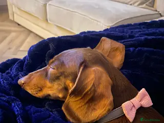 Dachshund dogs 3 year girl dachshund for sale in Halesowen - Advert 1