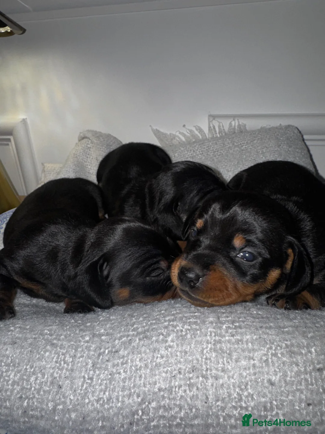 Dachshund dogs for sale: 3 wonderful miniature dachshunds  - Advert 9